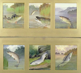 Selección de pinturas de peces